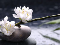 Meditation_stone_flower-spotlisting